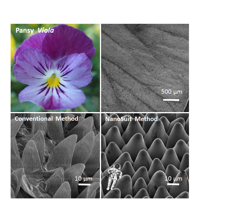 パンジーの花弁の電子顕微鏡写真です。