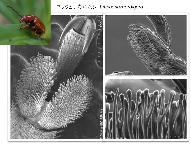 ユリクビナガハムシの脚の微細構造です