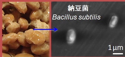 ナットウ菌の顕微鏡写真です