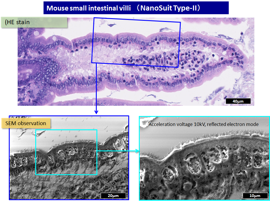 Mouse small intestine