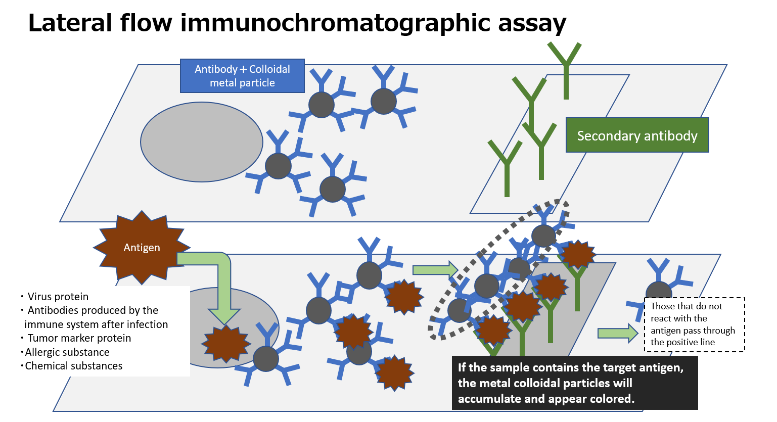 immunochromato 