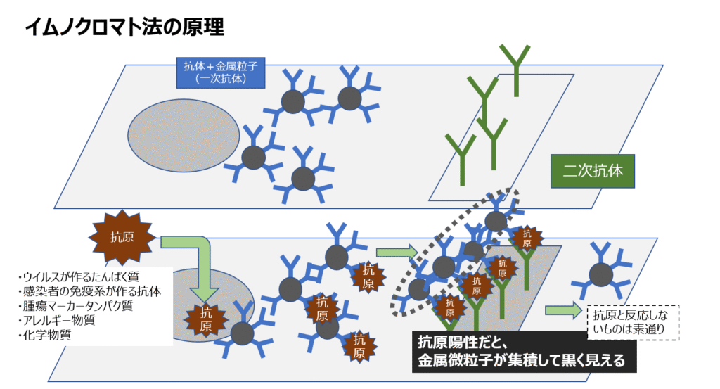 イムノクロマト法の原理
